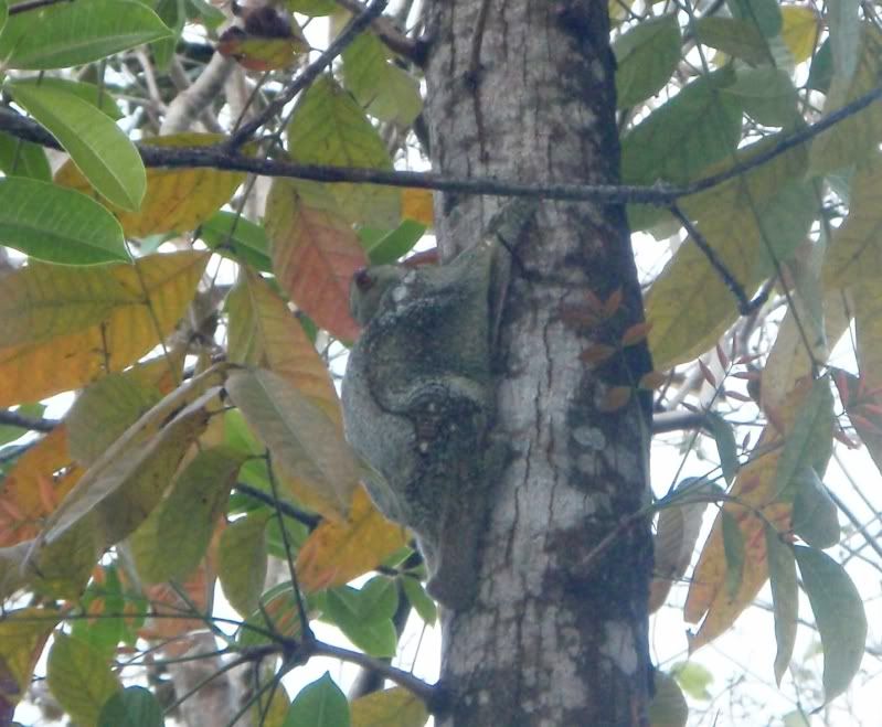 P3040069colugo.jpg