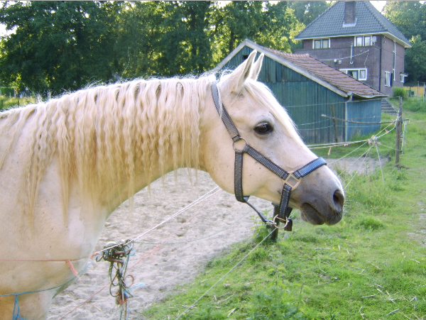 Afbeelding