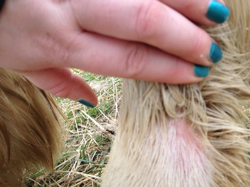 Straw mites? Or something else?