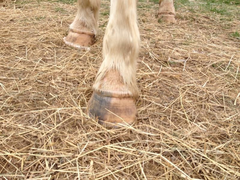 Straw mites? Or something else? Horse and Hound Forum