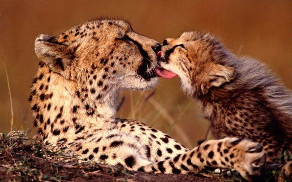  photo Mother Cheetah Kisses baby Cheetah_zpsttxj4dvj.jpg