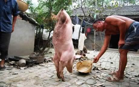 The 2-legged Pig Called Zhu JianQiang