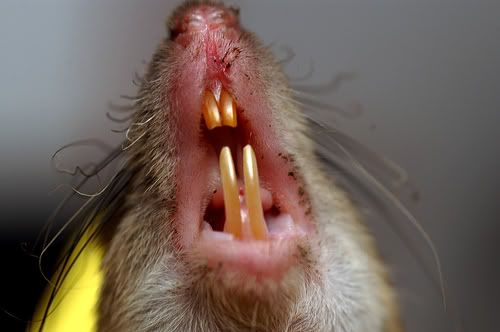 Rats Chewed Off Man's Penis Caused Him To Die Rats Chewed Off Man's Penis Caused Him To Die
