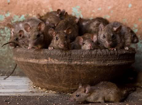 Rats Chewed Off Man's Penis Caused Him To Die
