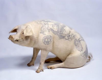 pig which was tattooed