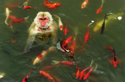  photo MonkeySwimmingWithCarps_zpsc4676596.jpg