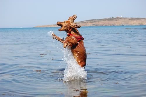 Качена снимка