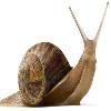 photo snail2_zps5f32fd35.jpg