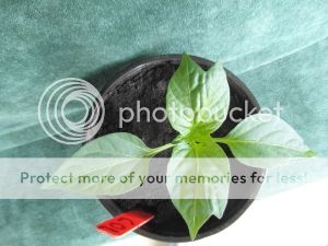 SAM_1841.jpg?t=1395068971