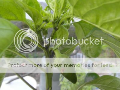 SAM_1955.jpg?t=1397413971