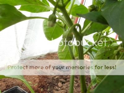 SAM_1991.jpg?t=1398334424