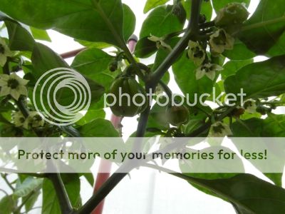 SAM_2085.jpg?t=1399994902