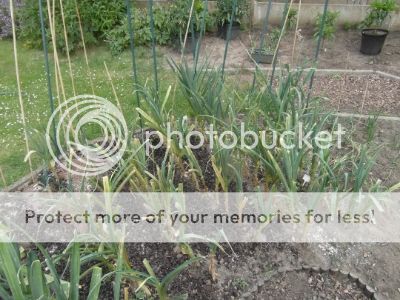 SAM_2176.jpg?t=1400839870