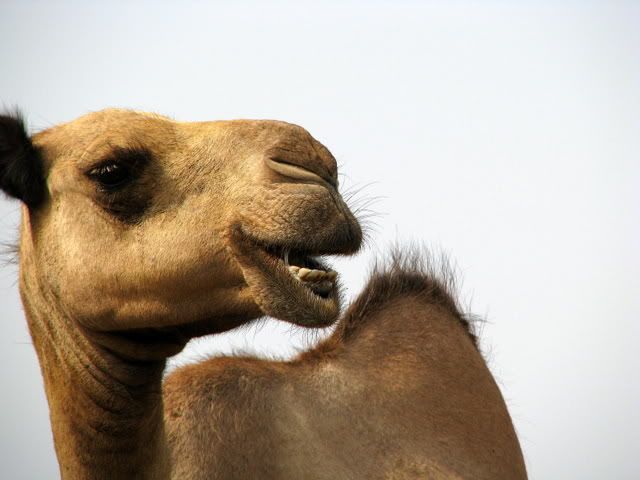 Yemen, Khoha