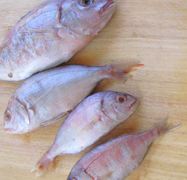 Sea Bream, Дорада