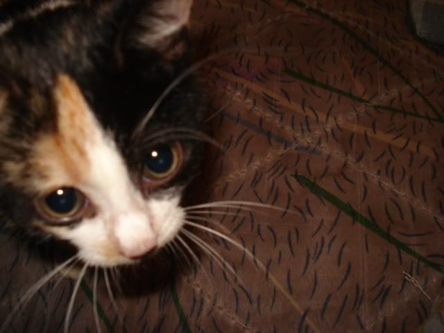 DSC01043.jpg
