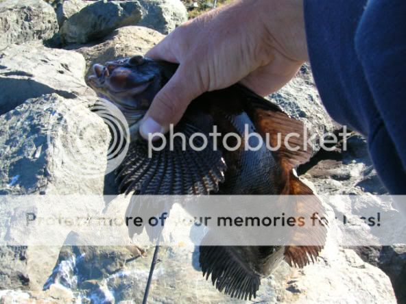 Photo Sharing and Video Hosting at Photobucket