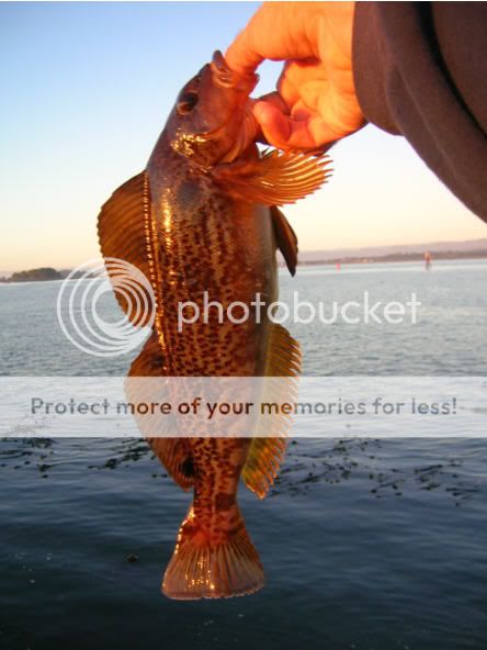 Photo Sharing and Video Hosting at Photobucket