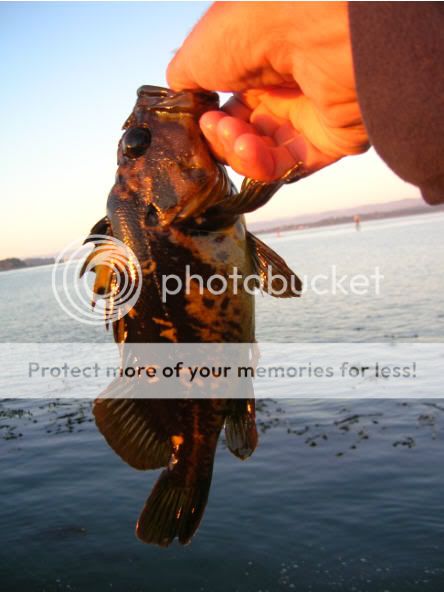 Photo Sharing and Video Hosting at Photobucket