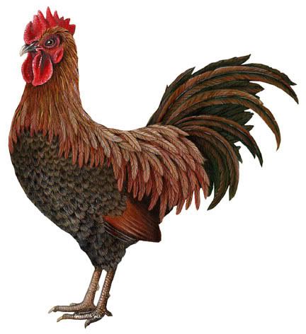 https://i71.photobucket.com/albums/i143/christurner85/cock.jpg