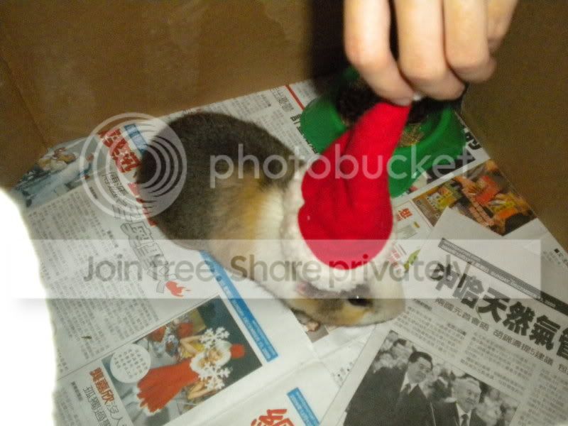 CHRISTMAS2009032.jpg