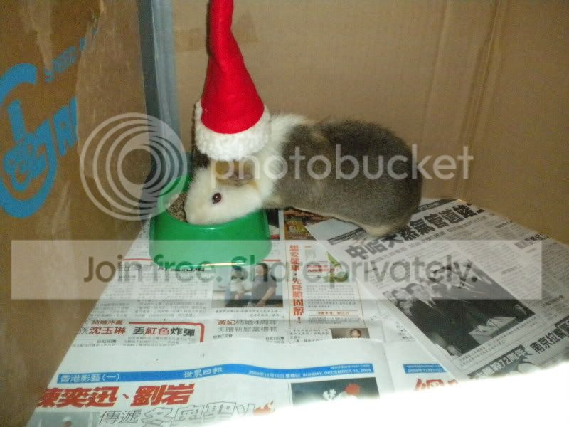 CHRISTMAS2009035.jpg