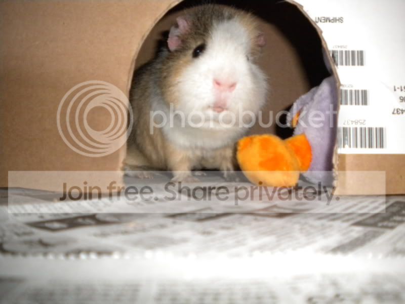 EasterPigCompetition152.jpg