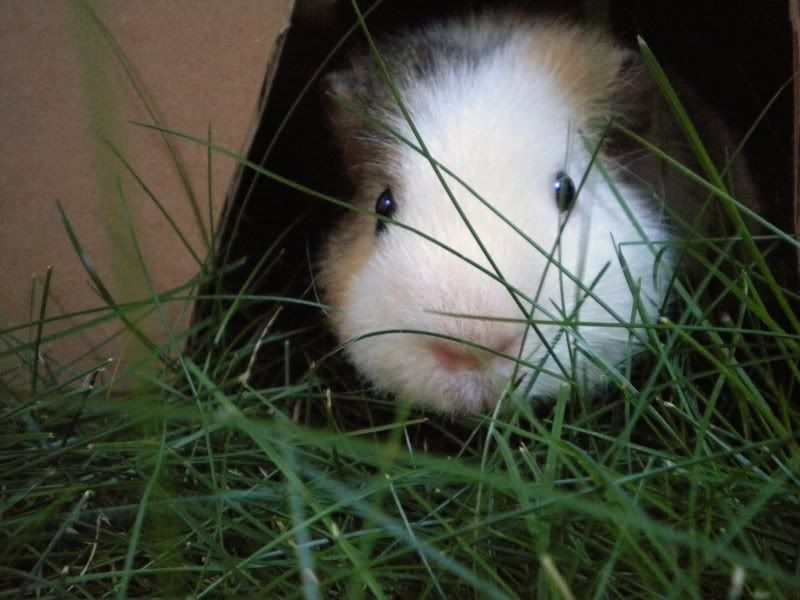 allaboutgilbert050.jpg