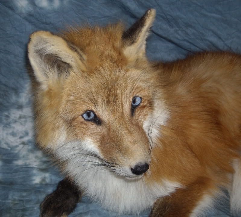 blue eyed fox mount | Welcome to the Taxidermy.net Forum and Community!