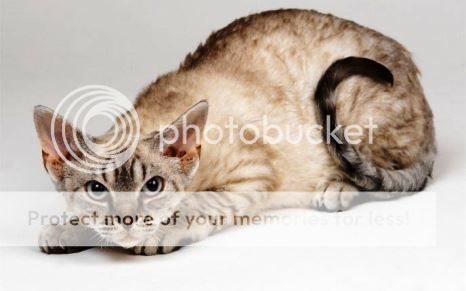  photo 01 Woman Blinded By Her CATs Licking_zpsqqnsoucf.jpg