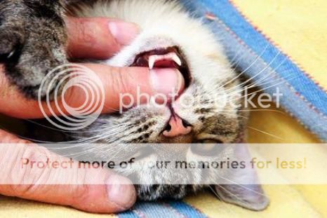  photo 03 Woman Blinded By Her CATs Licking_zps4eeqlndx.jpg